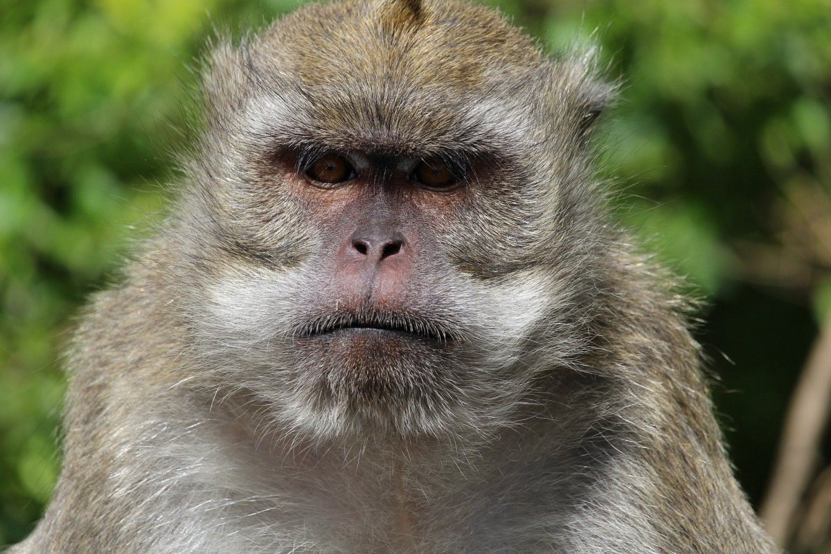 Кунац меймун