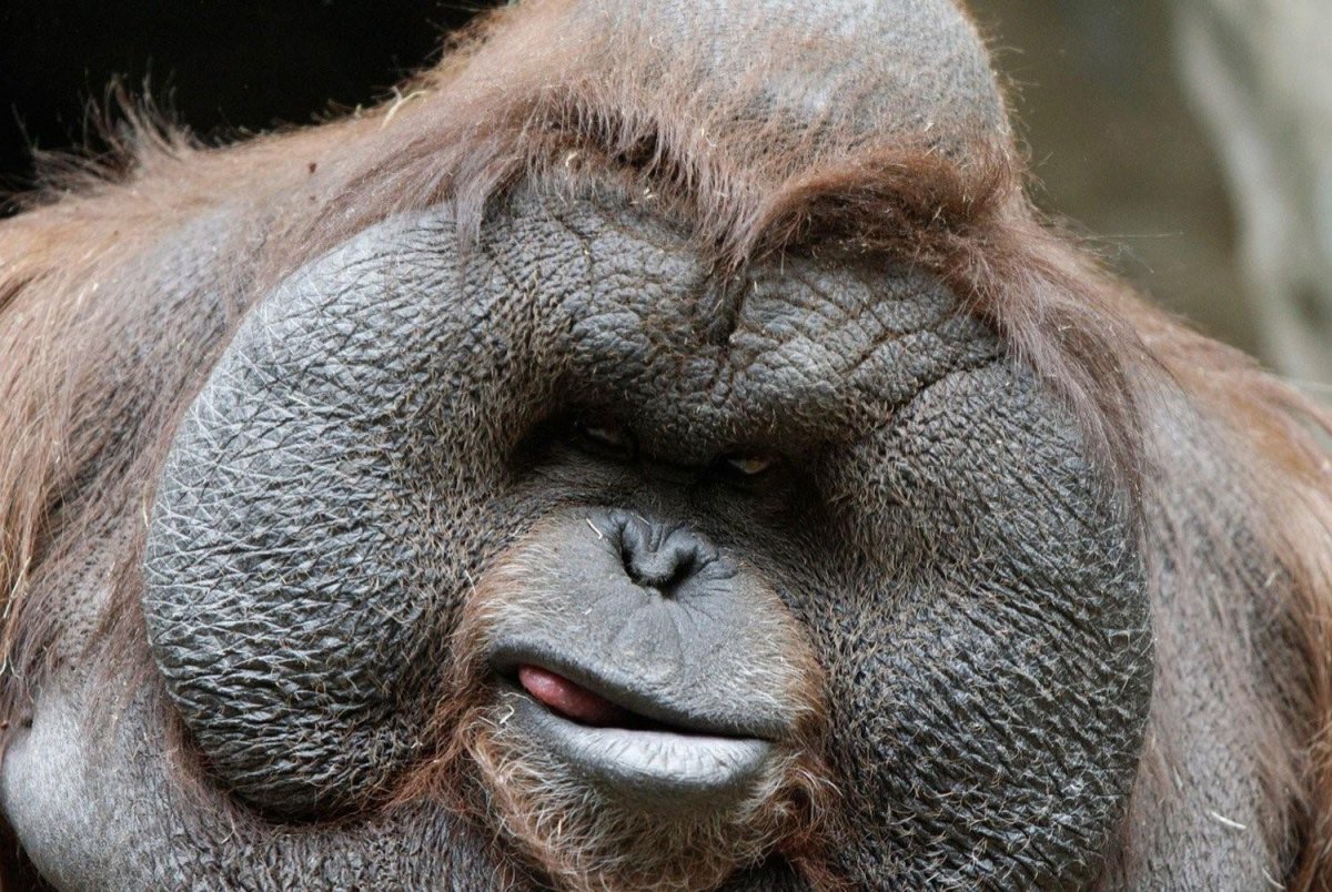 Орангутан самец