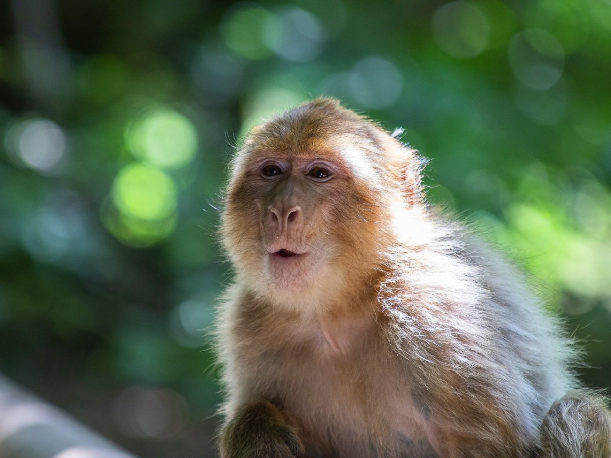 Морда обезьянки