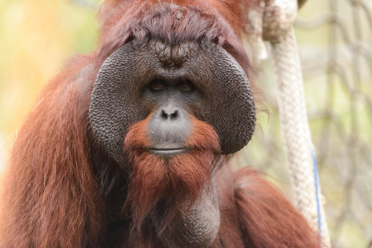 Суматранский орангутанг череп