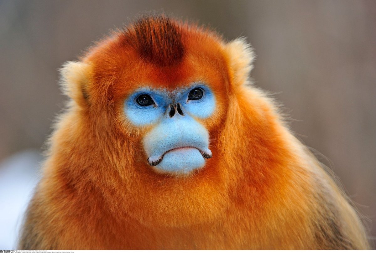 Мартышка ринопитек