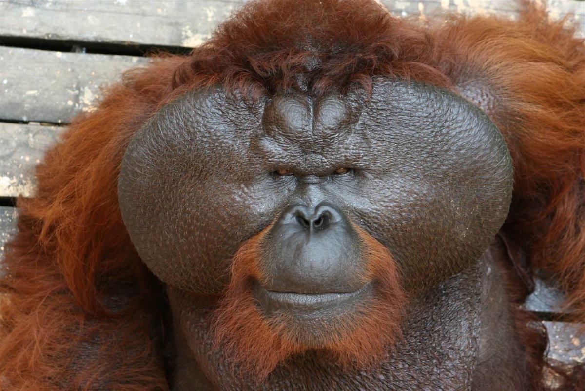 Обезьяна орангутанг самец