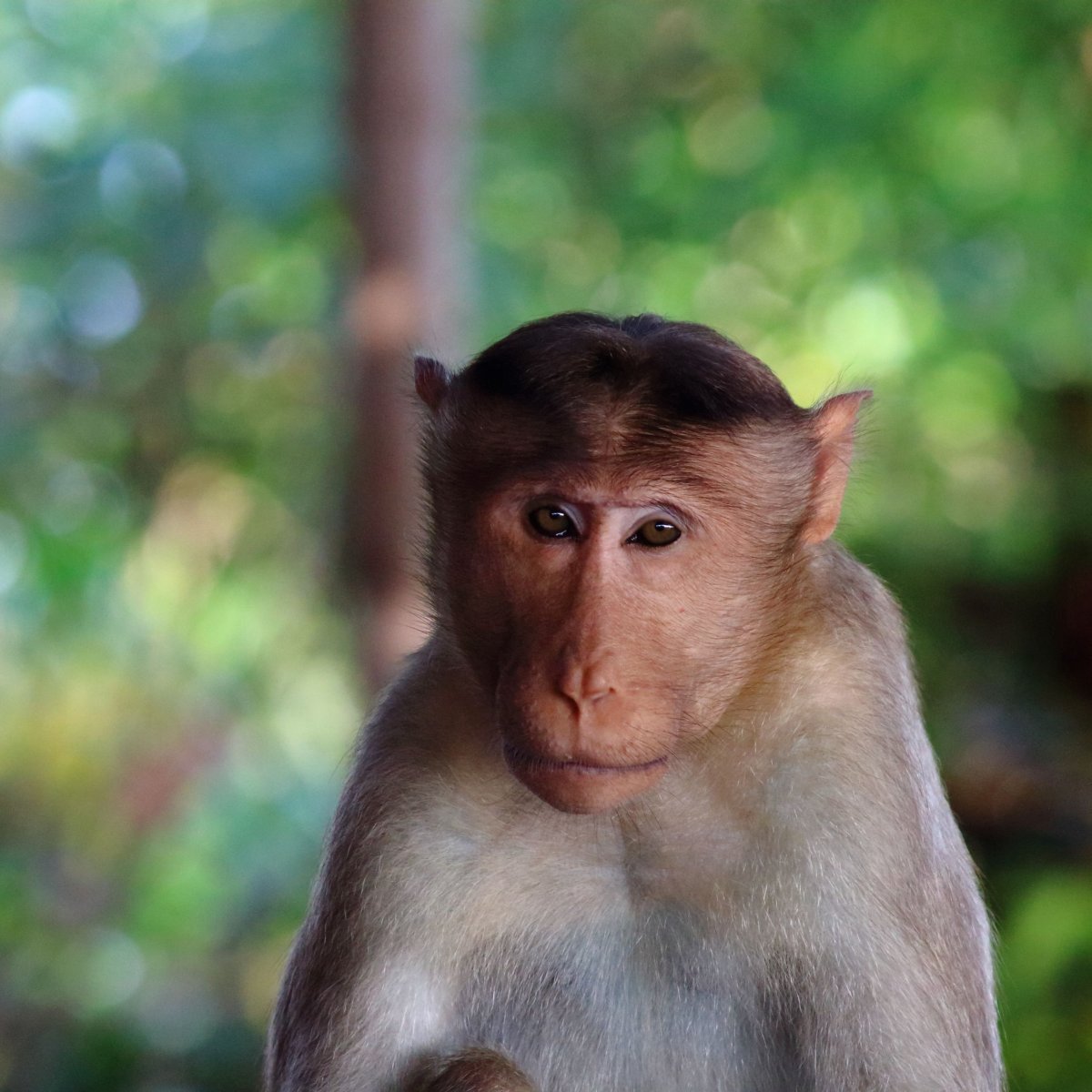 Морда обезьяны
