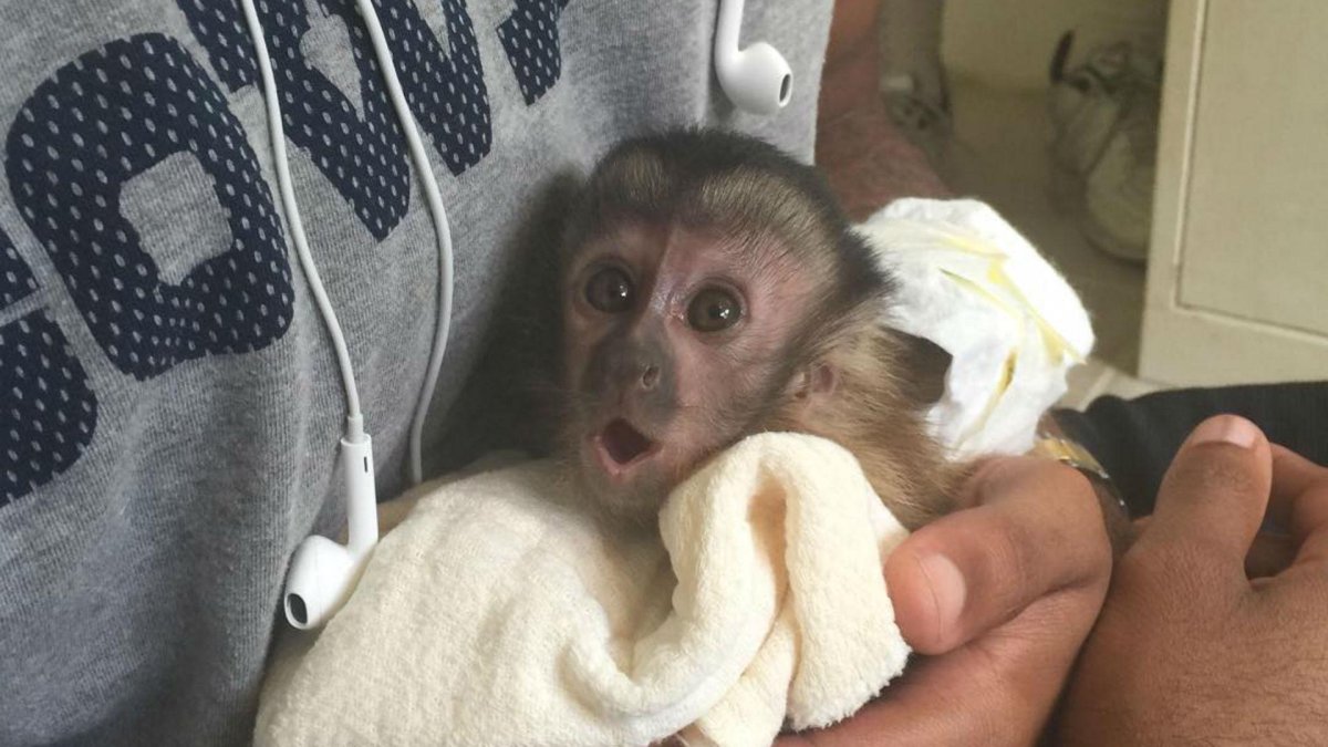 Капуцин обезьяна