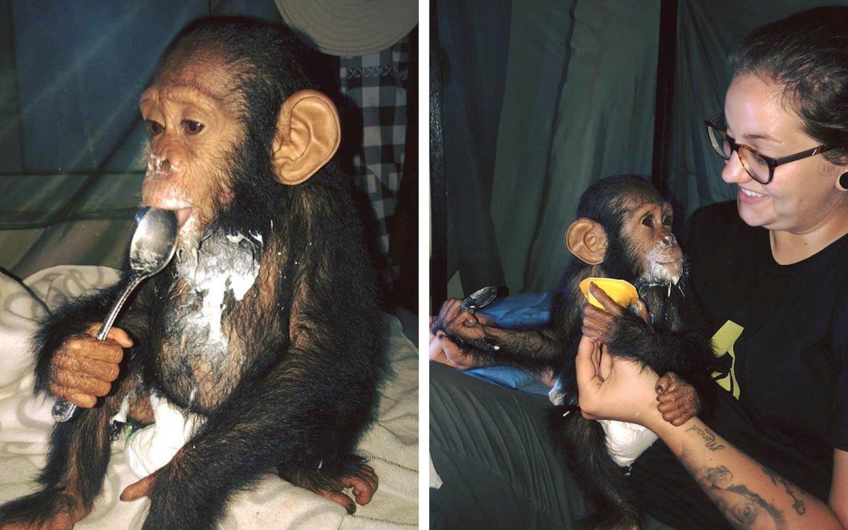 Настоящая обезьяна