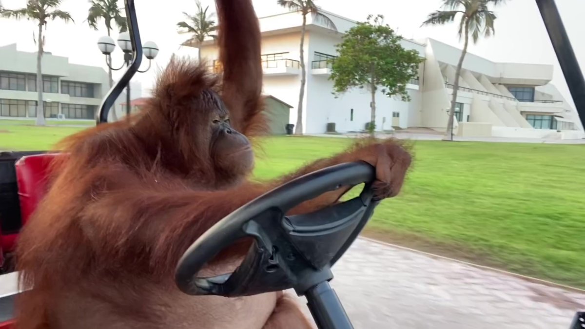 Орангутанг за рулем