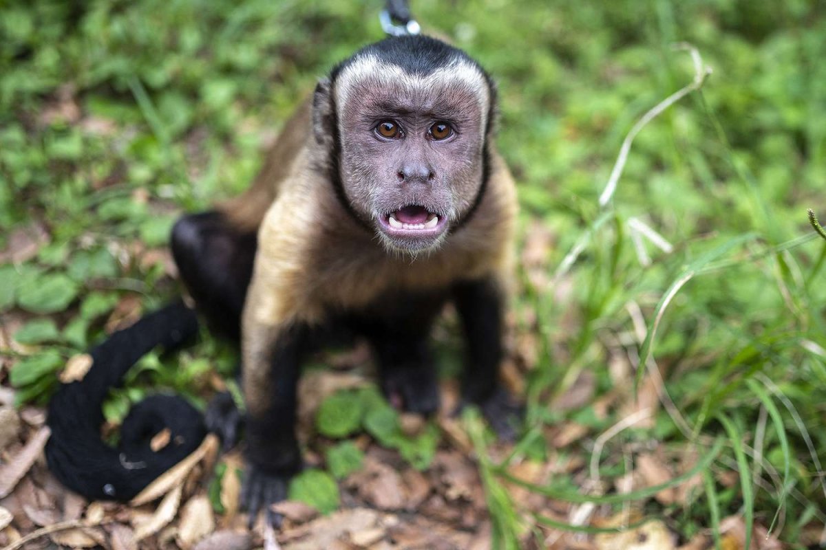 Ядовитая обезьяна