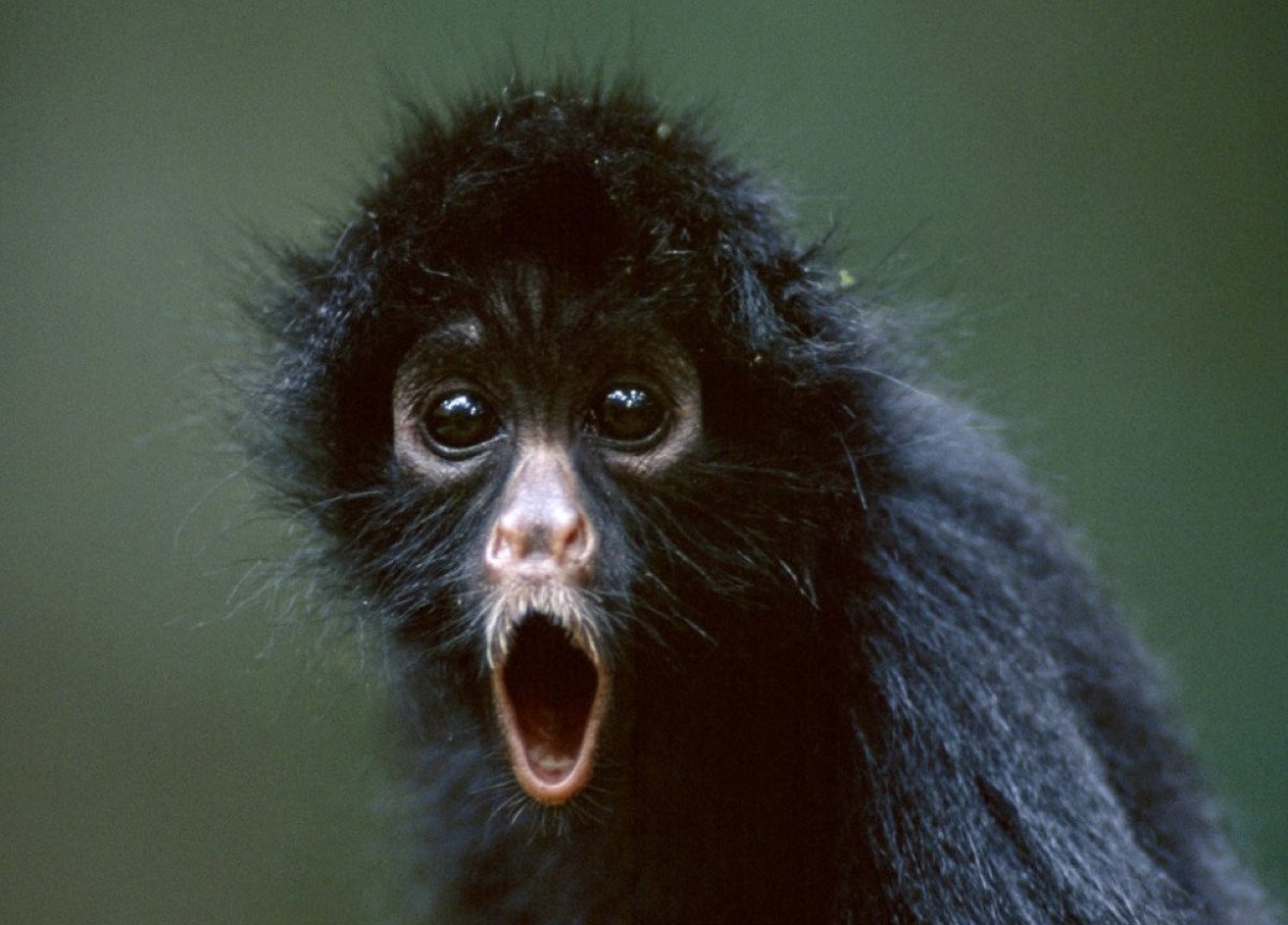 Обезьяна удивление