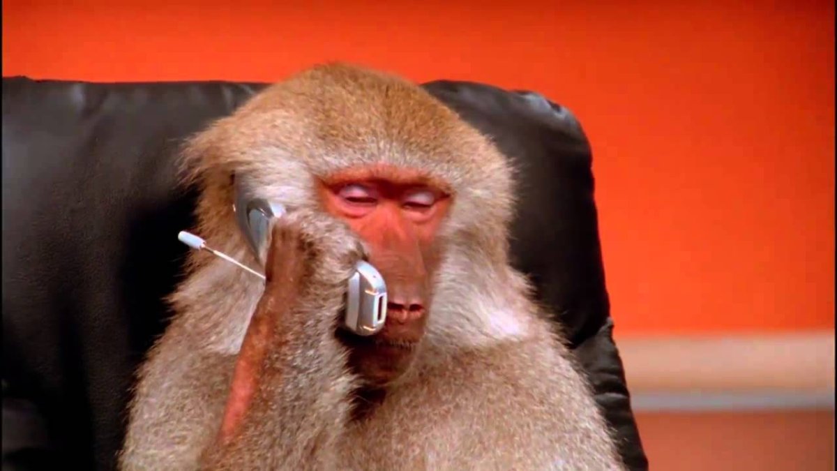 Обезьяна с телефоном