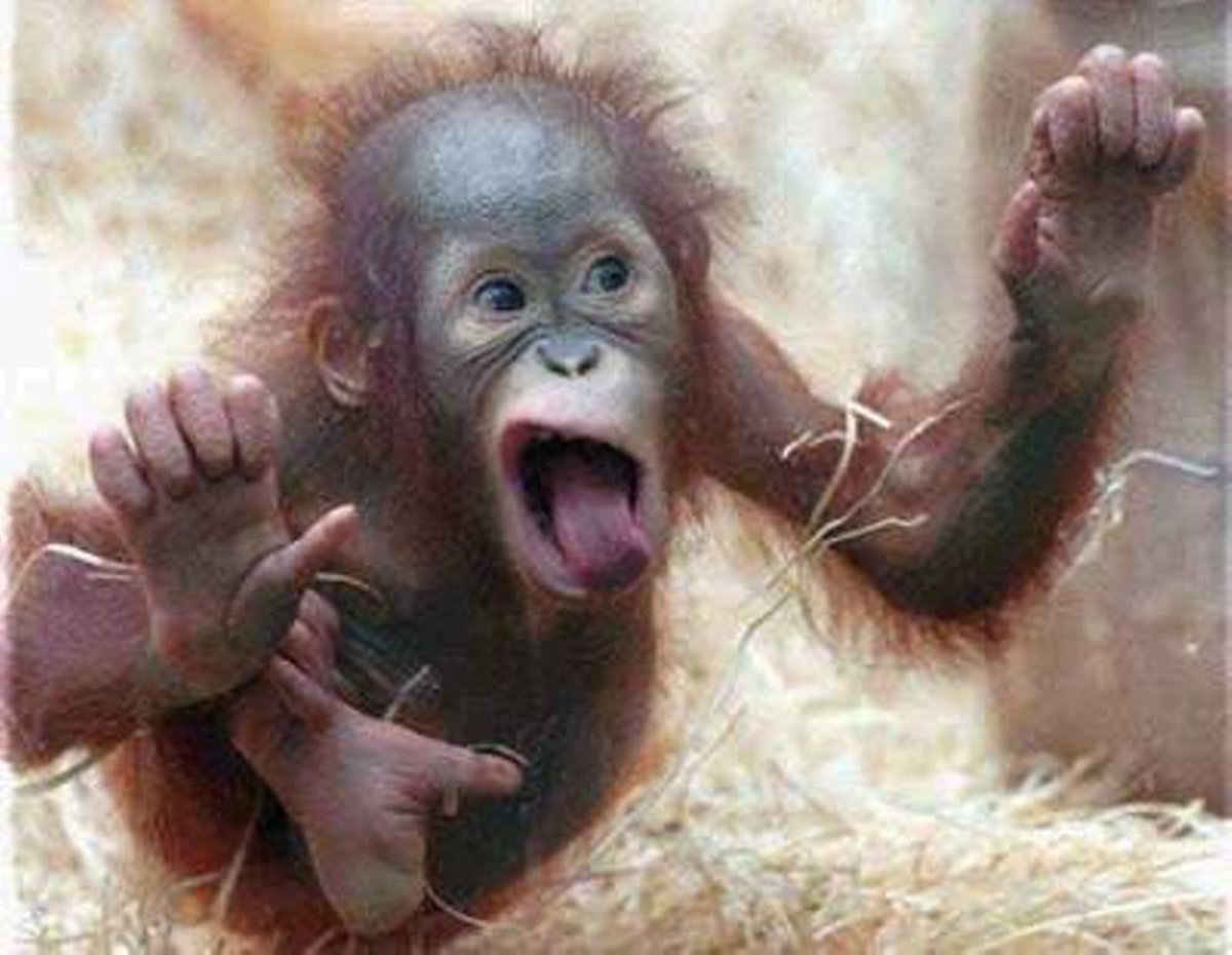 Смешные рожи обезьян