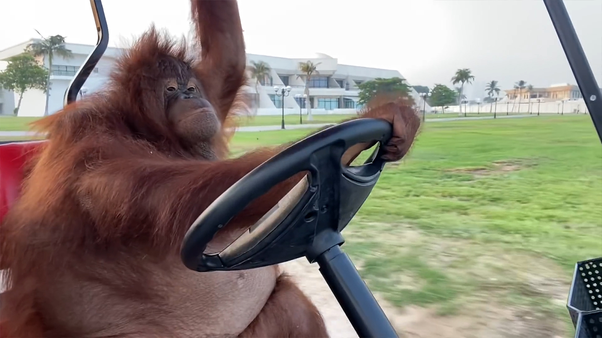 Орангутанг за рулем