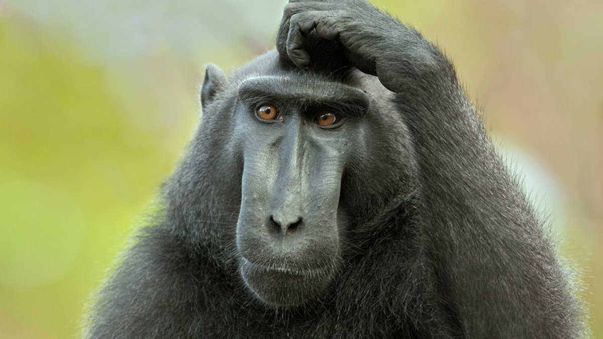 Обезьяна удивление