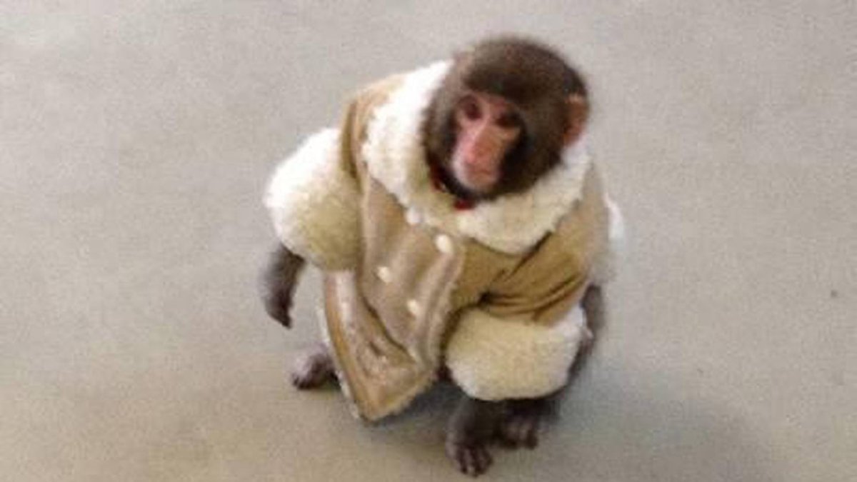 Обезьянка в дубленке