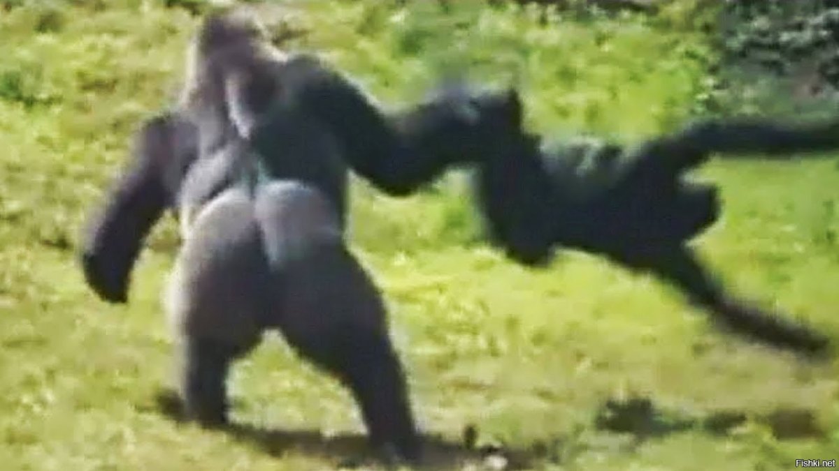 Горилла смешная