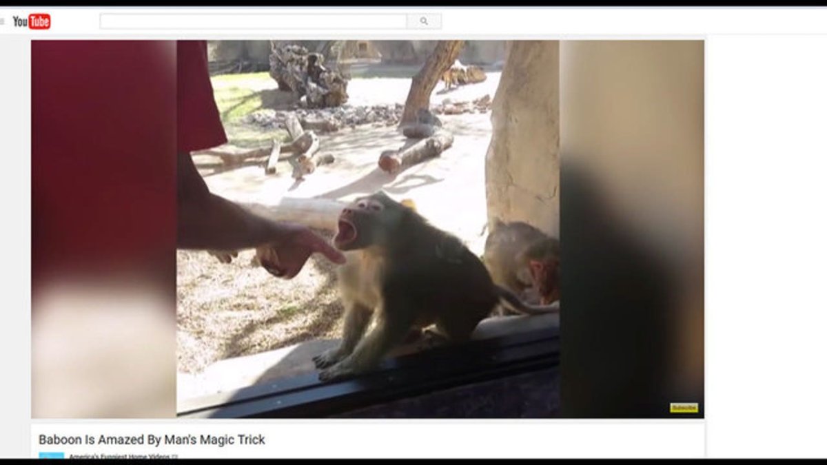 Обезьяна удивилась фокусу