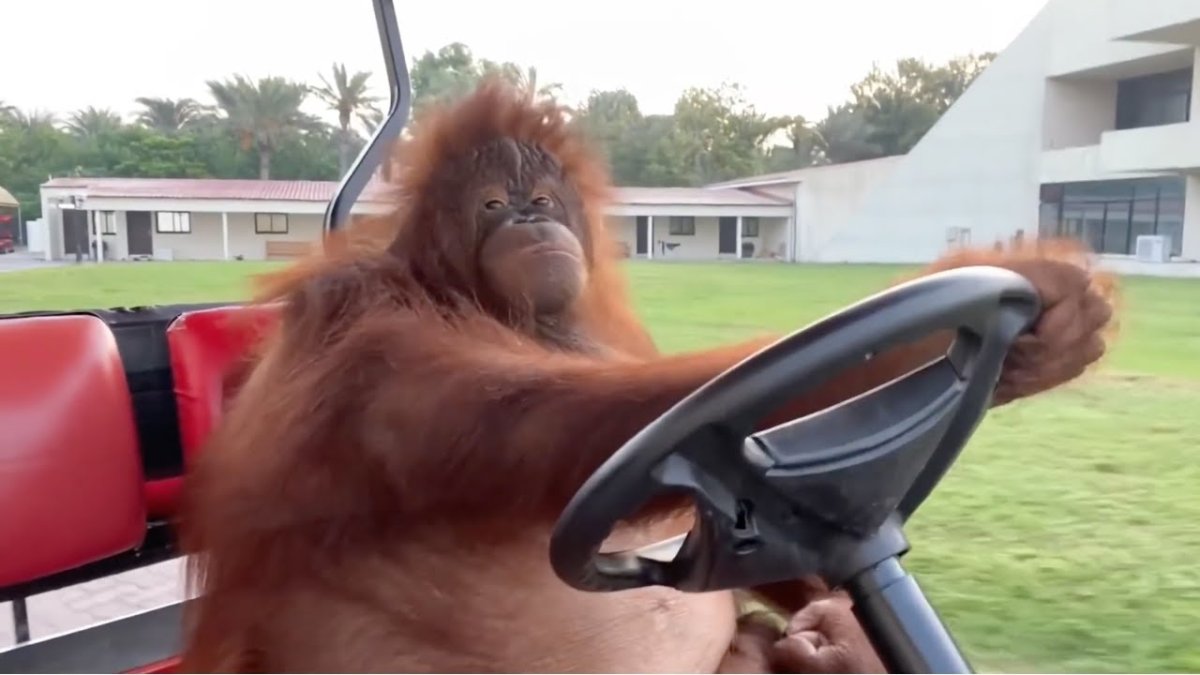 Обезьяна в машине