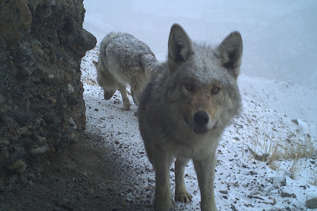 Волк Таганай