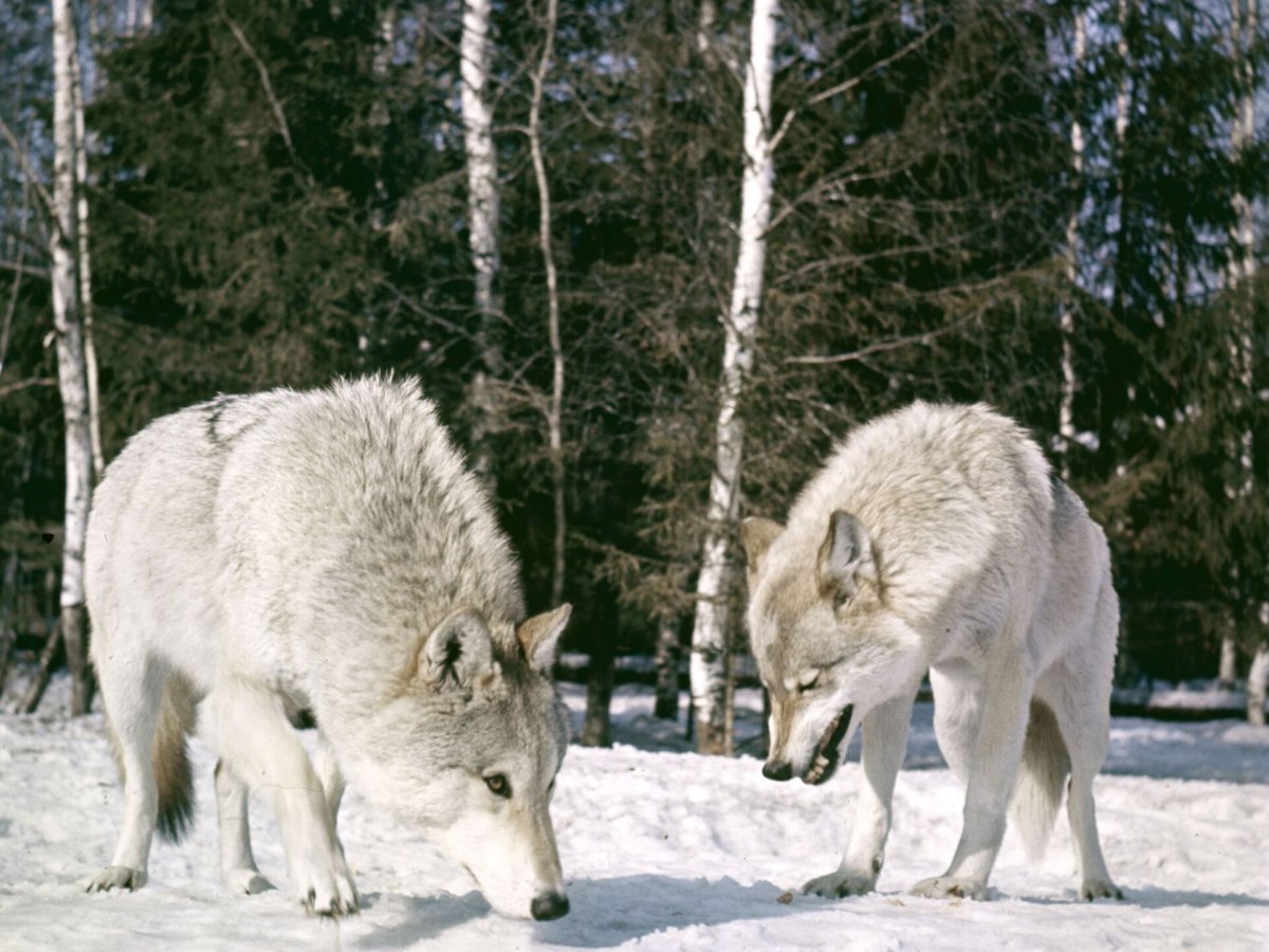 Хищные животные ХМАО