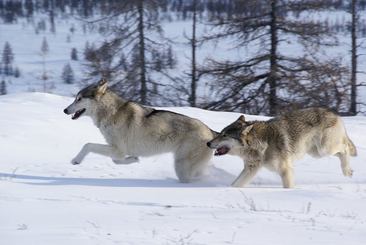 Байкальский заповедник лисица