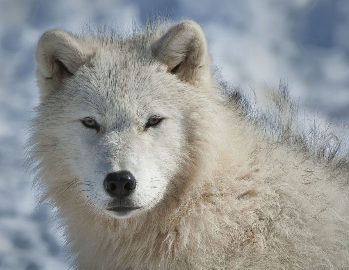 Тундровый Арктический волк
