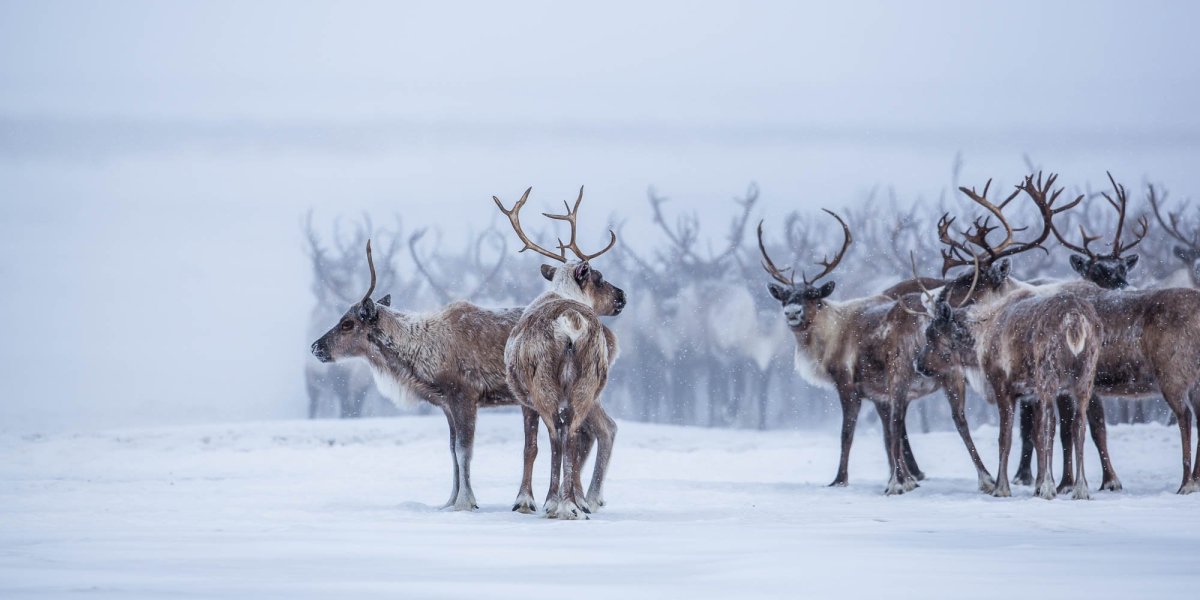 Северный олень Нарьян-мар