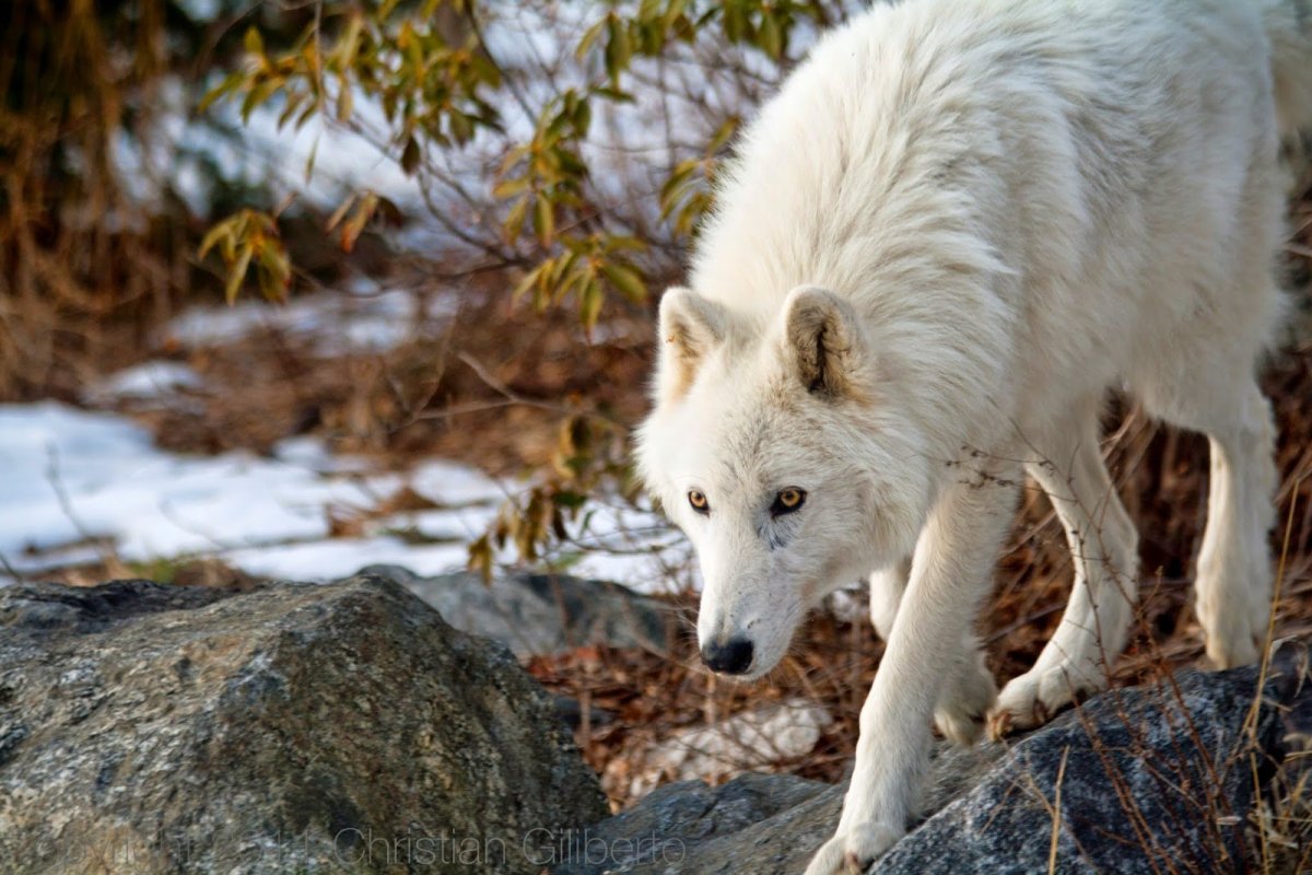Якутский Тундровый волк