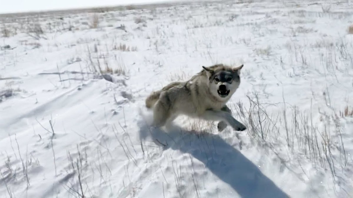 Волки в Ленинградской области