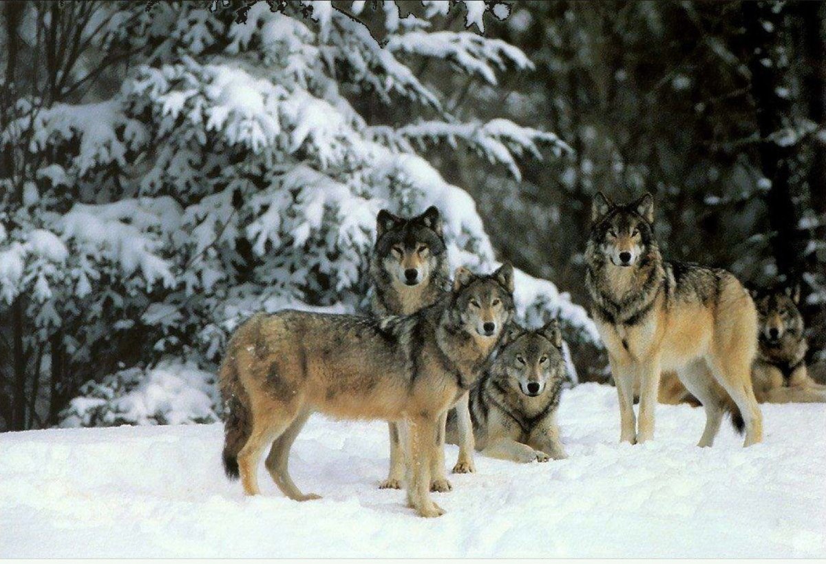 Волчья стая стая Волков