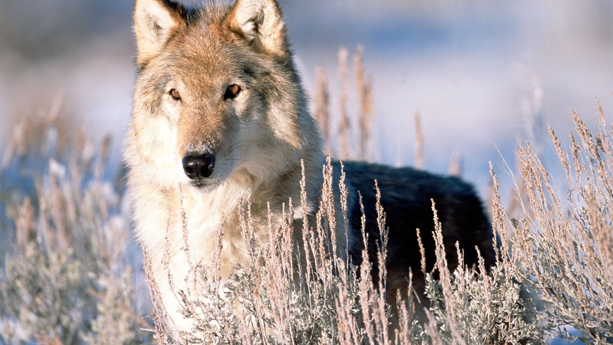 Таймырский волк