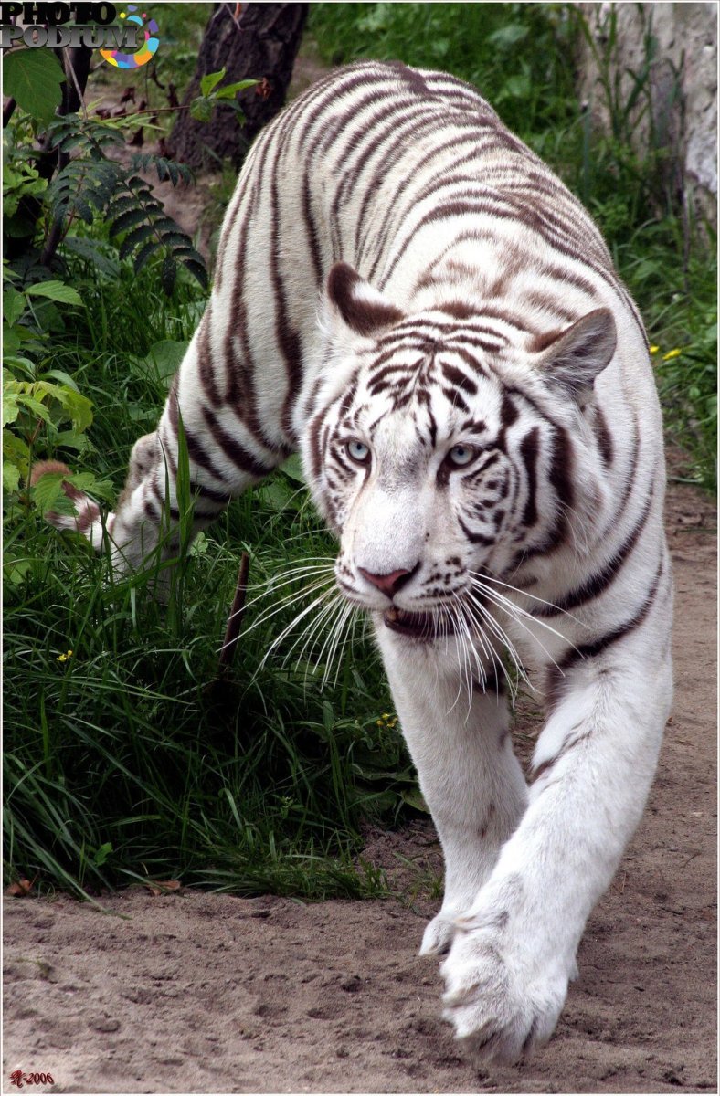 Тигра полосатая