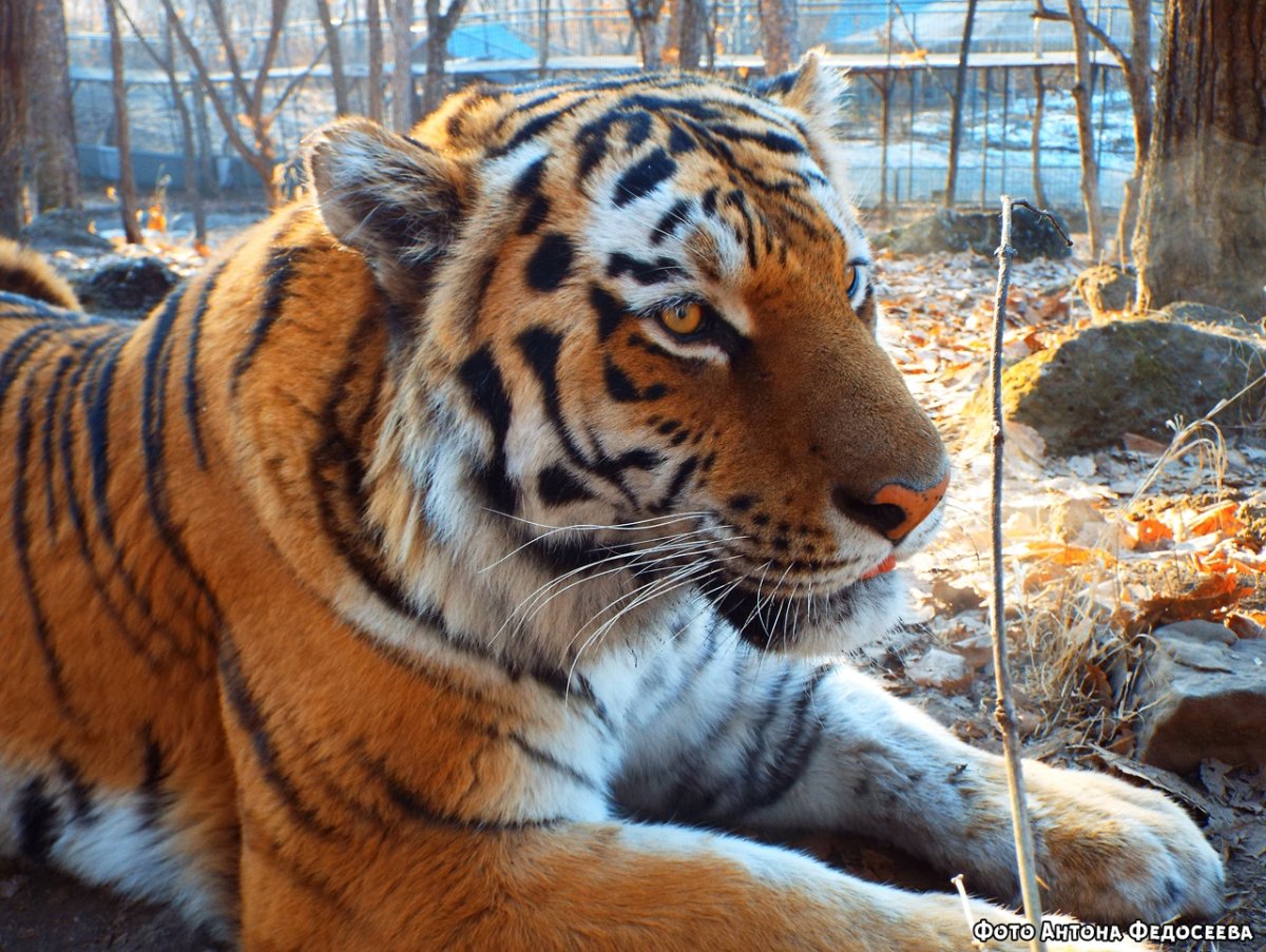 Звери Хабаровска