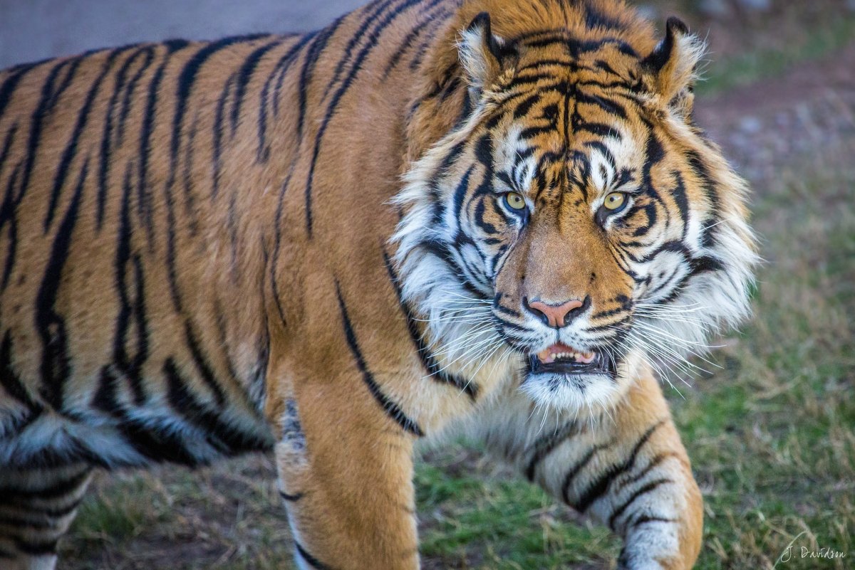 Каплан тигр