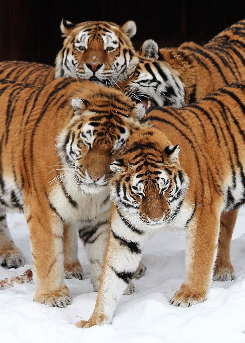 Амурский тигр тигрица с тигрятами