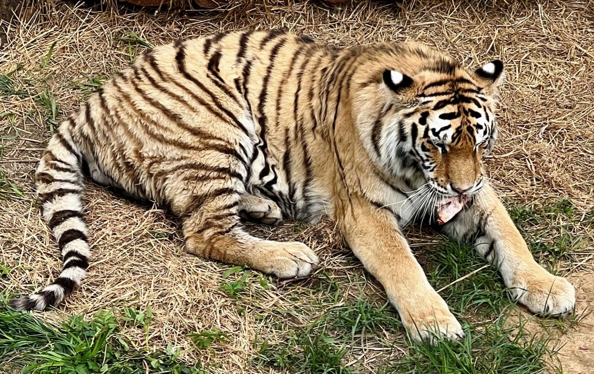 Тигриный Лев