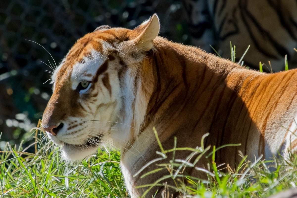 Золотой бенгальский тигр детеныш