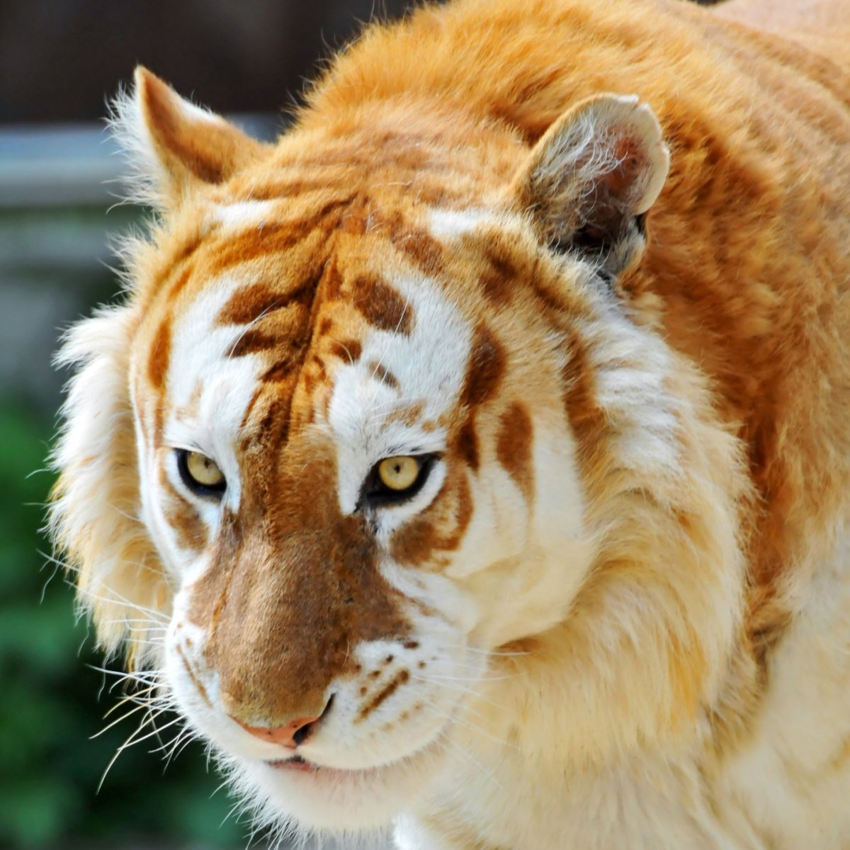 Золотой Амурский тигр