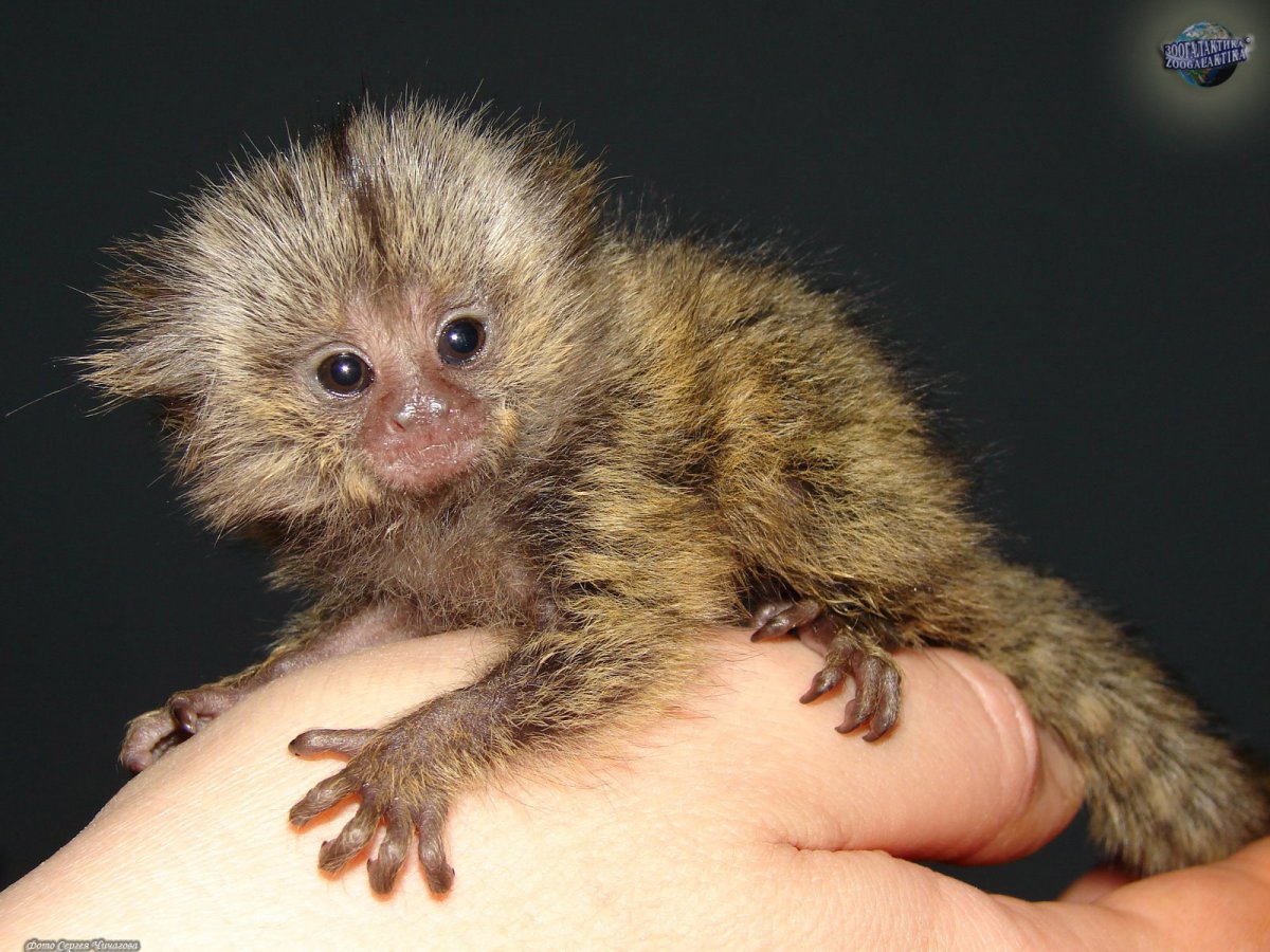 Мармозетка игрунка