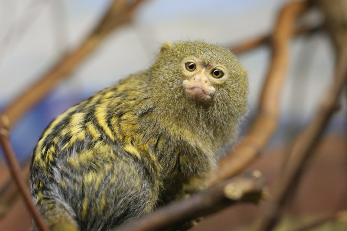 Белоухая игрунка