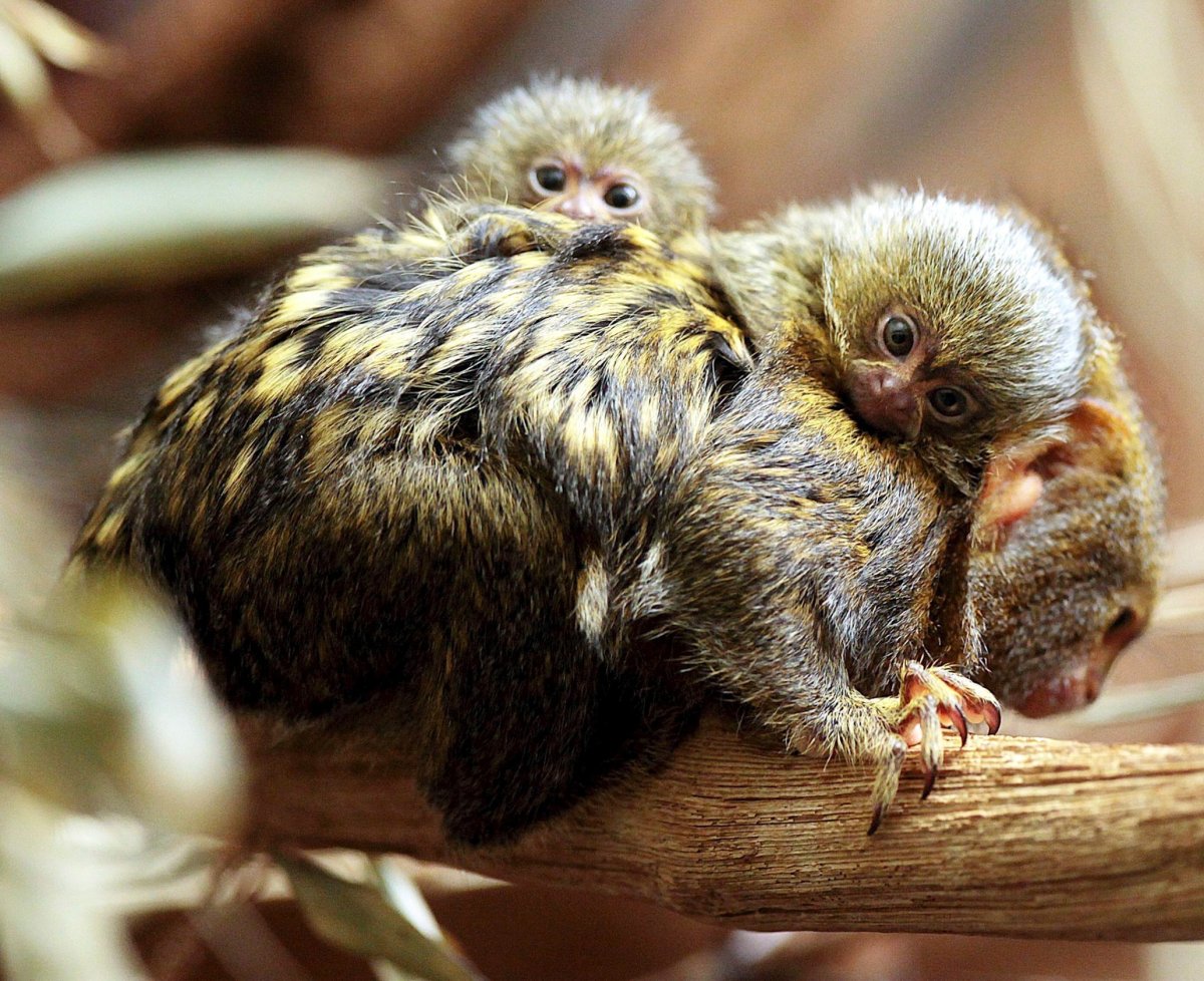 Карликовая игрунка