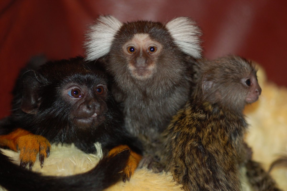 Мармозетка игрунка