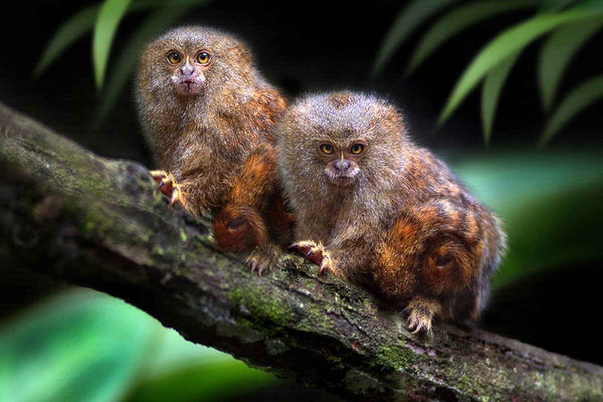 Обезьянка игрунка