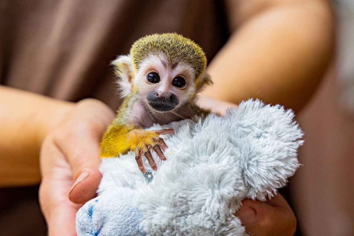 Саймири обезьяна малыш