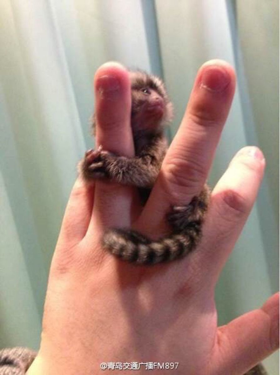 Маленькие обезьянки