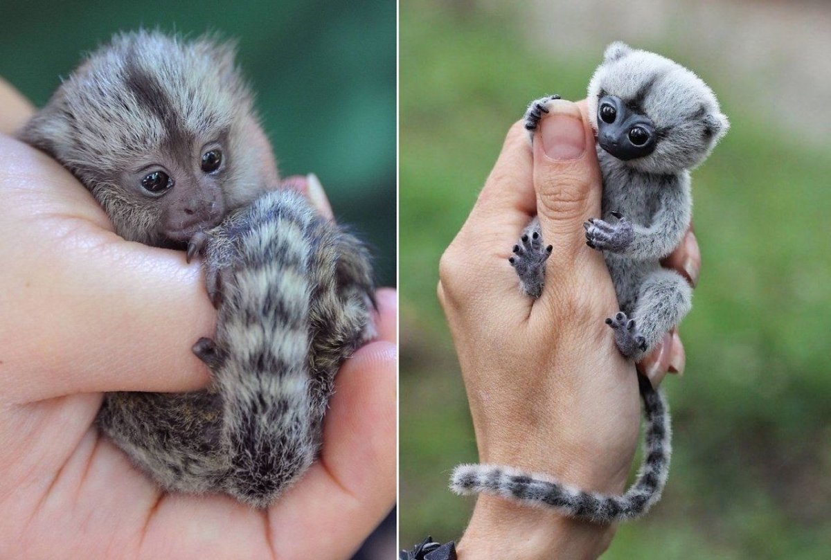 Карликовая обезьянка игрунка