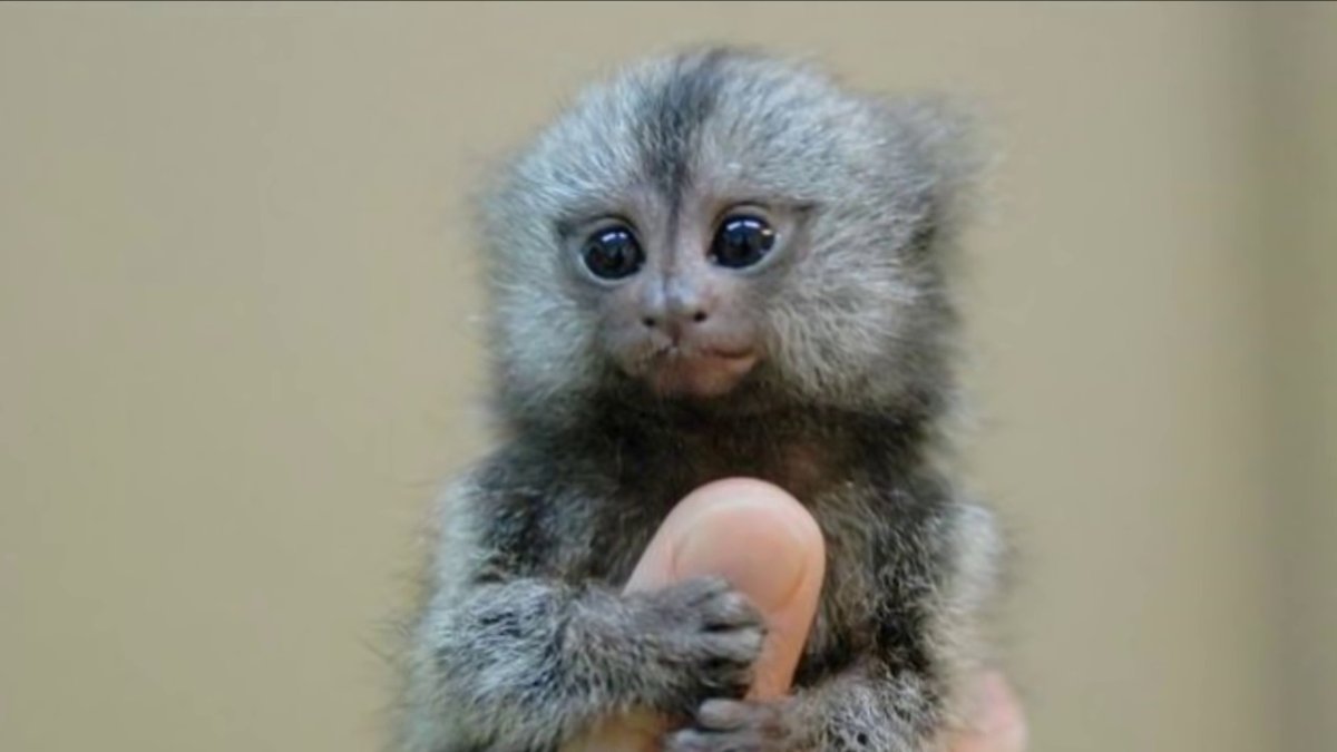 Карликовые обезьянки