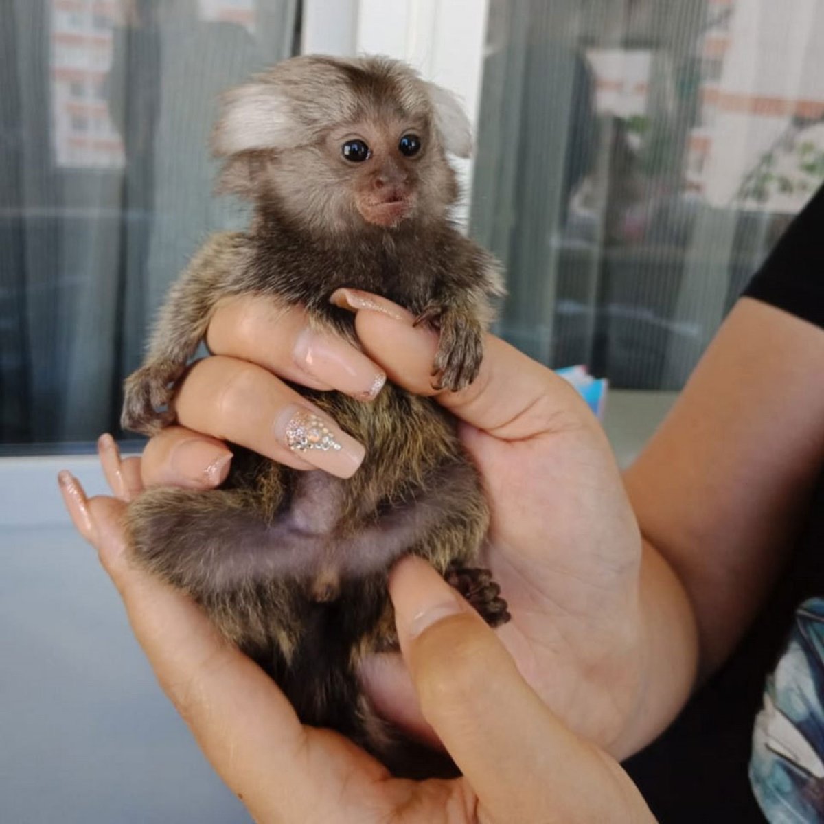 Карликовая игрунка белоухая