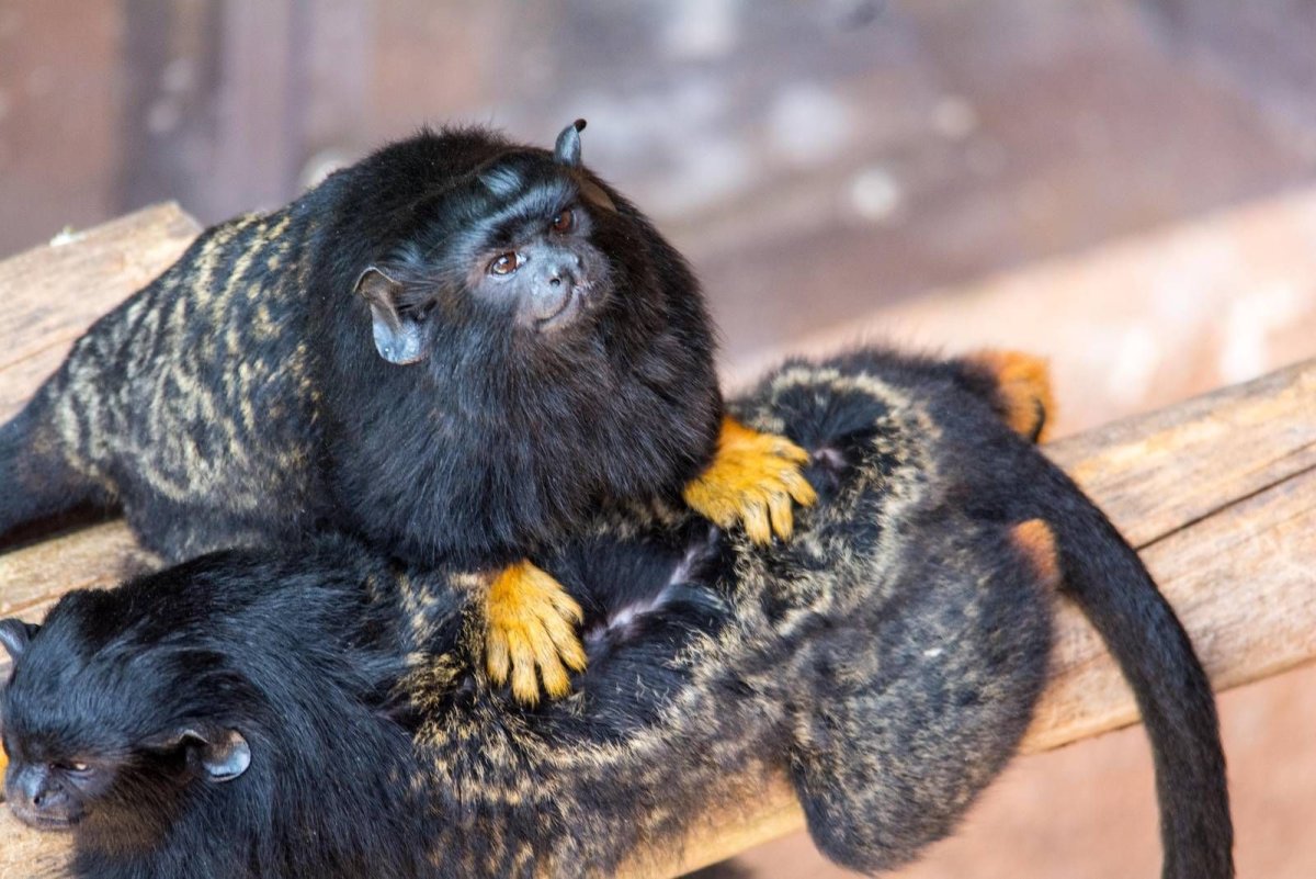 O Краснорукий Тамарин (Saguinus Midas)