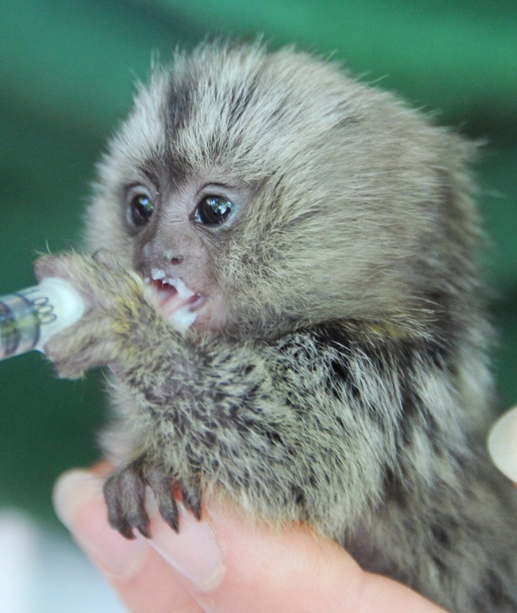 Мармозетка игрунка