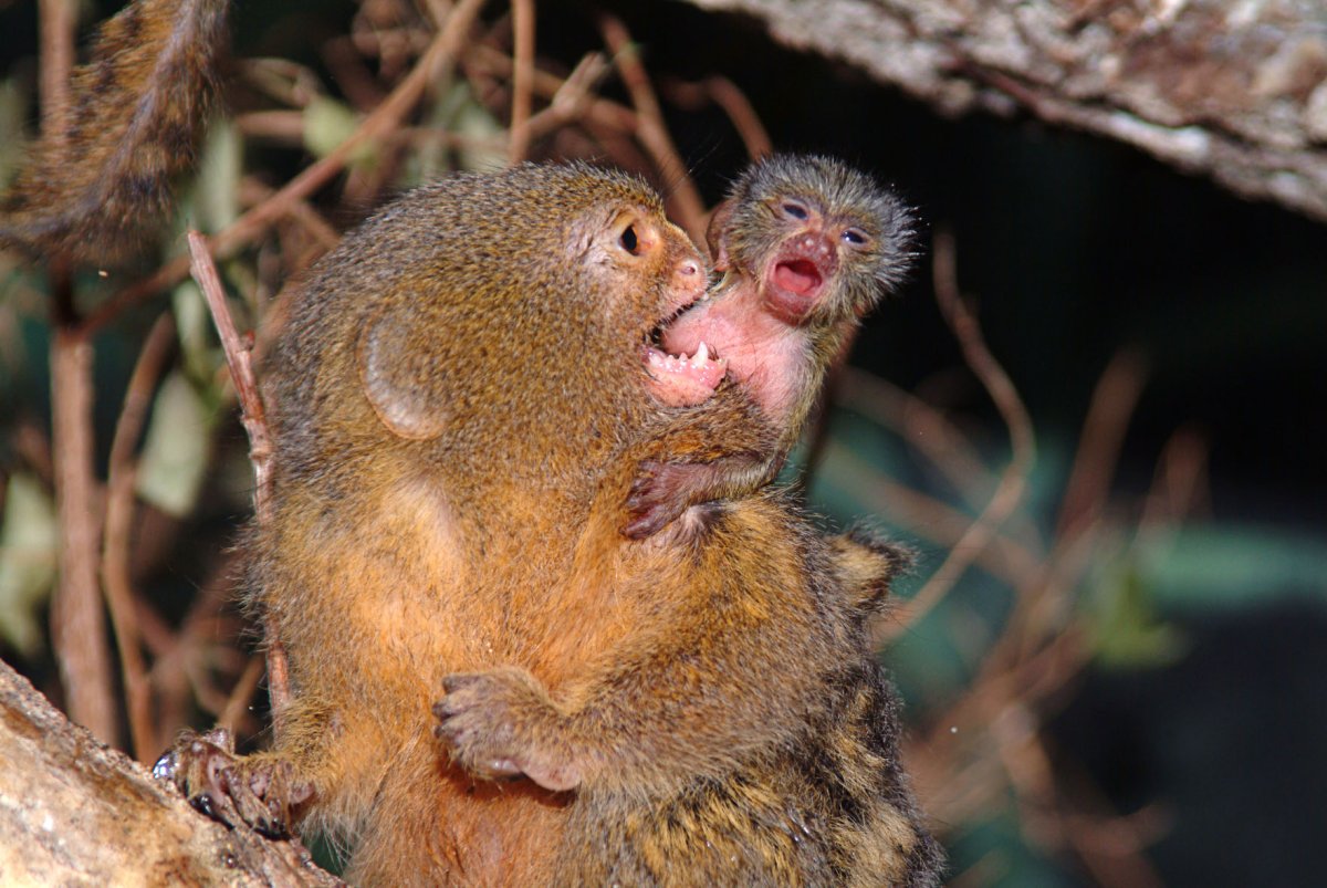 Карликовая обезьянка игрунка