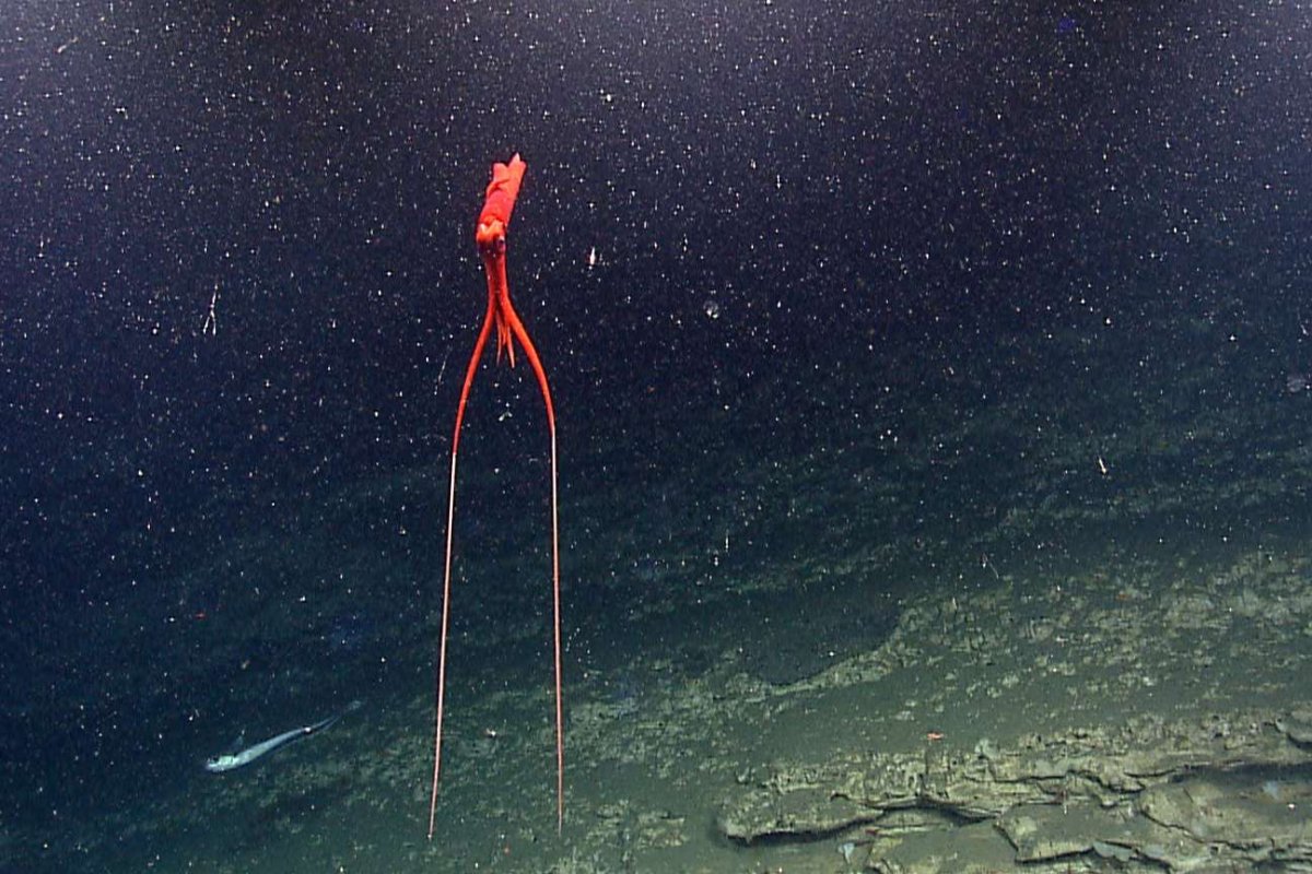 Глубоководный кальмар магнапина